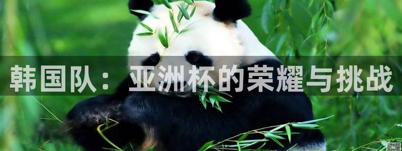 世界杯视频：韩国队：亚洲杯的荣耀与挑战