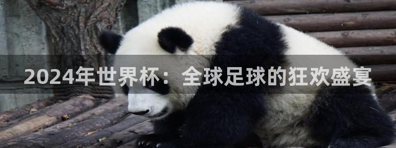 世界杯官网入口：2024年世界杯：全球足球的狂欢盛宴