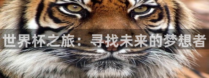 欧洲世界杯预选赛赛程：世界杯之旅：寻找未来的梦想者